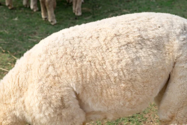 Wool sheep body close up texture