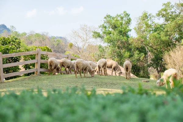 Folha Desfocada Com Grupo Ovelhas Pastam Grama Fazenda — Fotografia de Stock