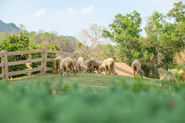 Feuille Floue Avec Groupe Moutons Broutent Herbe Dans Ferme — Photo