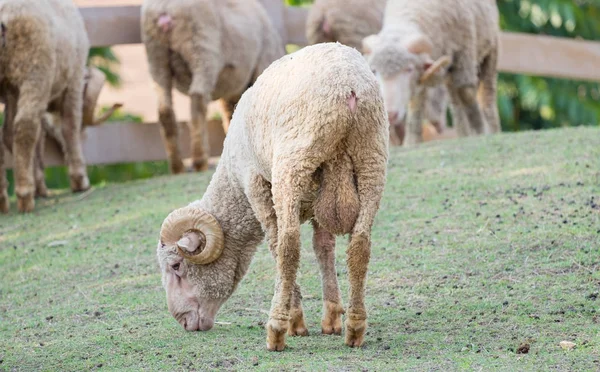 Pâturage Corne Mouton Dans Ferme — Photo