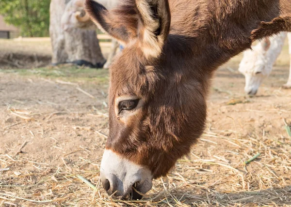Donkey dwarf brown with white nose eating grass