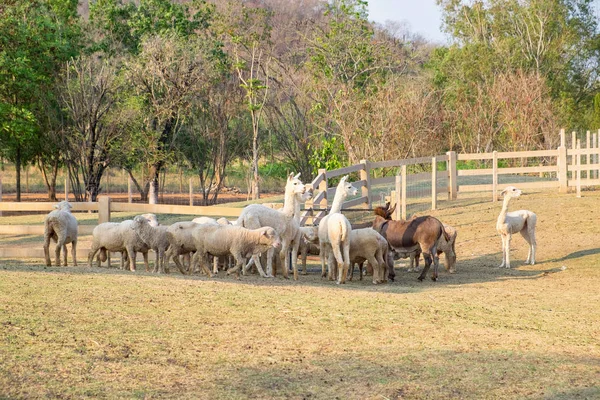 Alpaga Mouton Âne Debout Plaignant Nourriture Ferme Soir — Photo