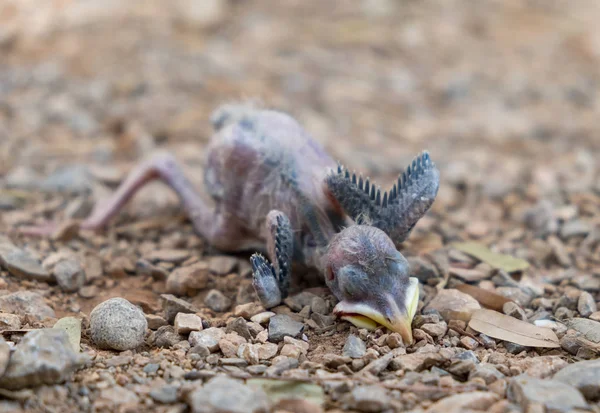 Flapper Squab Молодий Птах Сплячий Вмирає Падаючий Дерева — стокове фото