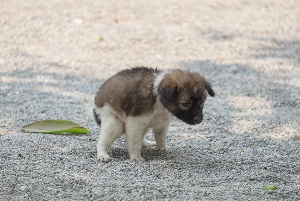 Puppy Dog Squatting Excrement Ground — Stock Photo, Image