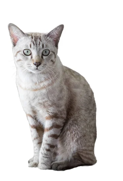 Grau Weißer Kätzchenrüde Sitzend Isoliert Auf Hintergrund — Stockfoto