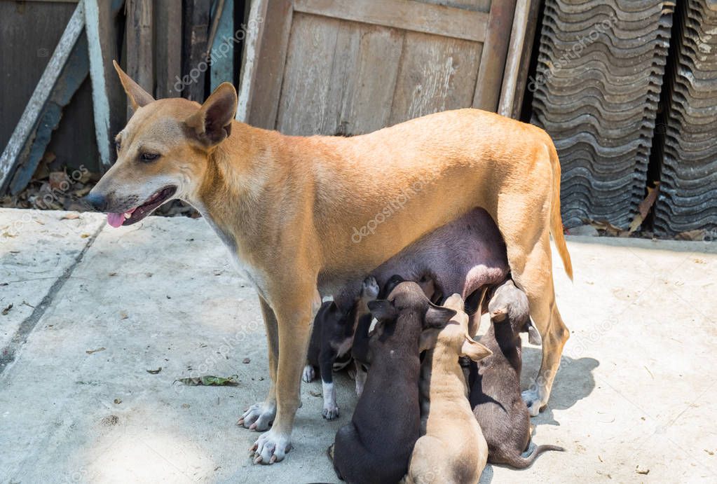 Puppies dog suck up milk mother brown dog