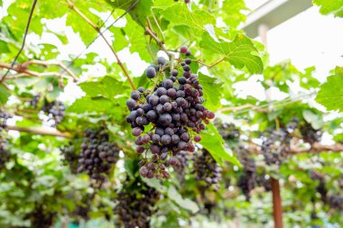 Bağ üzüm grup mor meyve