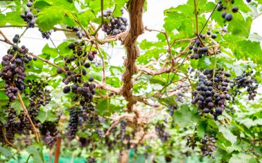 Bağ üzüm grup mor meyve