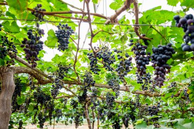 Bağ üzüm grup mor meyve