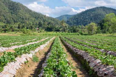 Manzara groove çilek plantasyon içinde güneşli