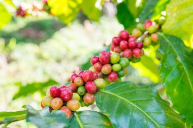 Kahve çekirdekleri arabica Kuzey Tayland Asya'da bir ağaçta Olgun