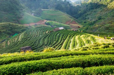 Çay plantasyon güzel manzara ünlü turistik