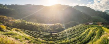 Çay plantasyon güzel manzara hill ünlü turistik cazibe üzerinde