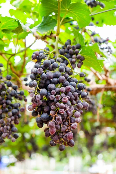 Grape bunch purple fruit in vineyard