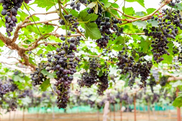 Ramo Uva Fruta Púrpura Viñedo — Foto de Stock