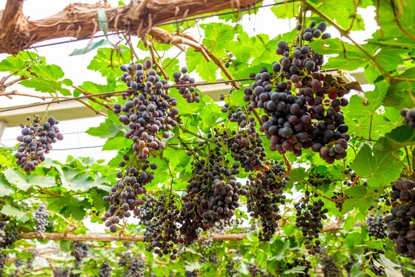 Ramo Uva Fruta Púrpura Viñedo — Foto de Stock