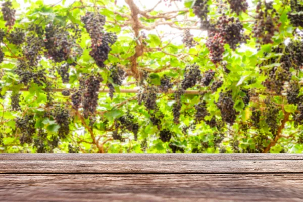Table Wood Top Grape Bunch Vineyard — Stock Photo, Image