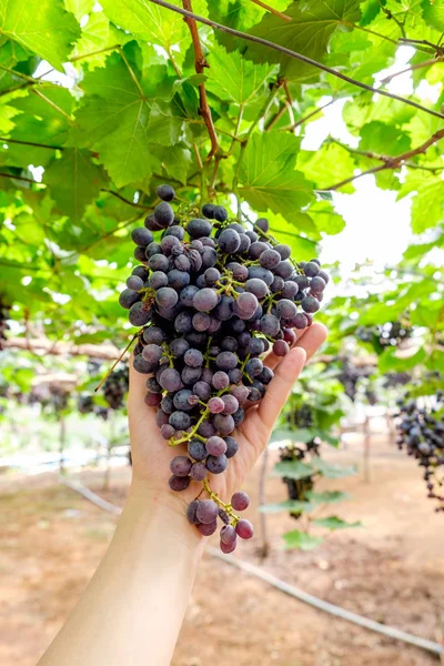 Ramo Uva Fruta Púrpura Viñedo — Foto de Stock