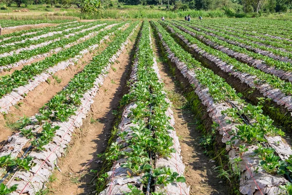 Groove Paisaje Plantación Fresas Soleado — Foto de Stock