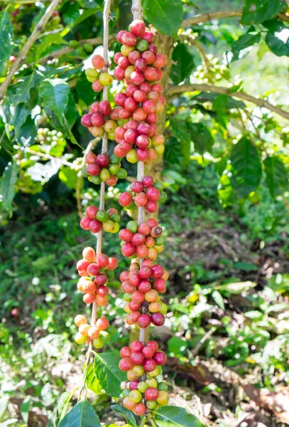 Arabica 아시아에 나무에 — 스톡 사진