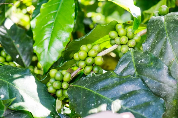 Arabica 아시아에 나무에 — 스톡 사진