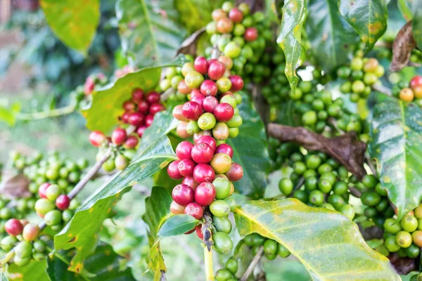 Kahve çekirdekleri arabica Kuzey Tayland Asya'da bir ağaçta Olgun