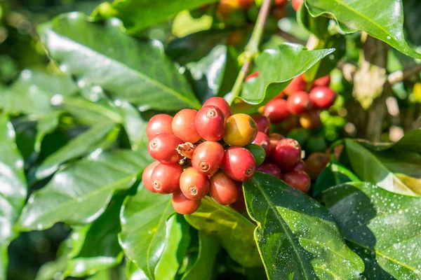 Ziarna Kawy Arabica Dojrzałe Drzewie Azji Tajlandia Północna — Zdjęcie stockowe