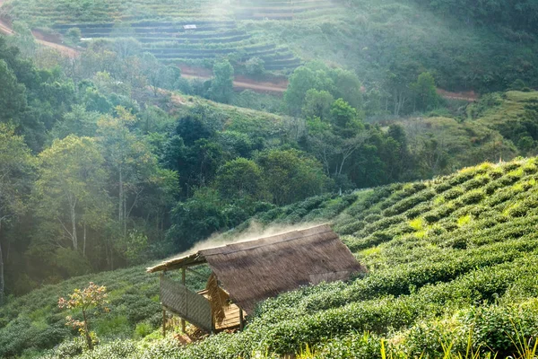 Çay plantasyon Pavilion sis güzel manzara, chiang mai, Tayland