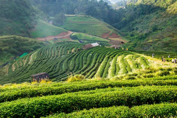 Çay plantasyon güzel manzara ünlü turistik