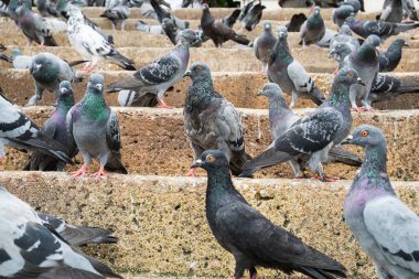 Birçok grup güvercin merdiven üzerinde durmak