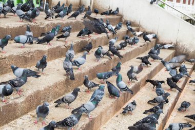 Birçok grup güvercin merdiven üzerinde durmak
