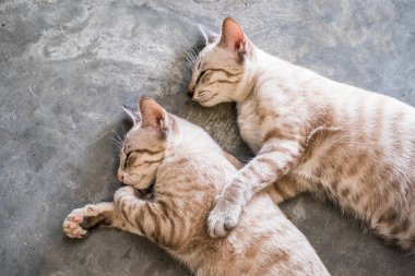 Uyuyan iki kedi yavru kedi kardeşleri kucaklama kucaklamak