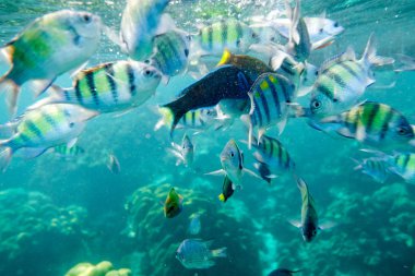 Mavi deniz resif rock insanlarla sualtı balık