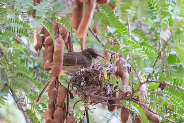 Madre Pájaro Encaramado Rama Tamarindo Para Cuidar Nido — Foto de Stock