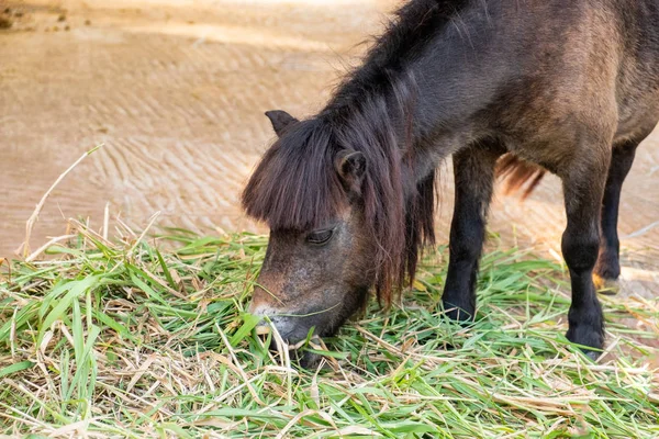 Schwarzes Pony Mit Langen Haaren Frisst Gras Stall — Stockfoto