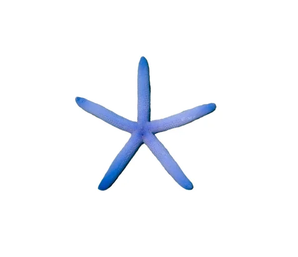 Starfish Azul Cor Cinco Radial Isolado Fundo — Fotografia de Stock