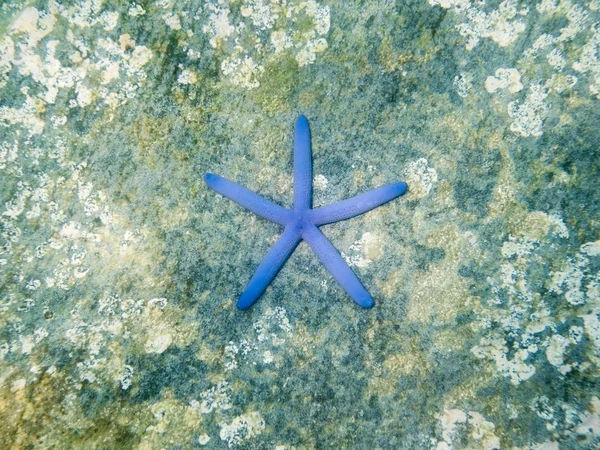 Niebieski Rozgwiazdy Skale Morze Andamańskie — Zdjęcie stockowe