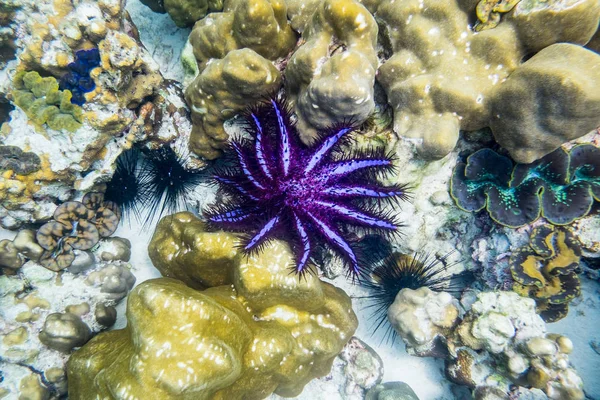 Korona Cierniowa Acanthaster Planci Czarny Fioletowy Kamień Koral — Zdjęcie stockowe