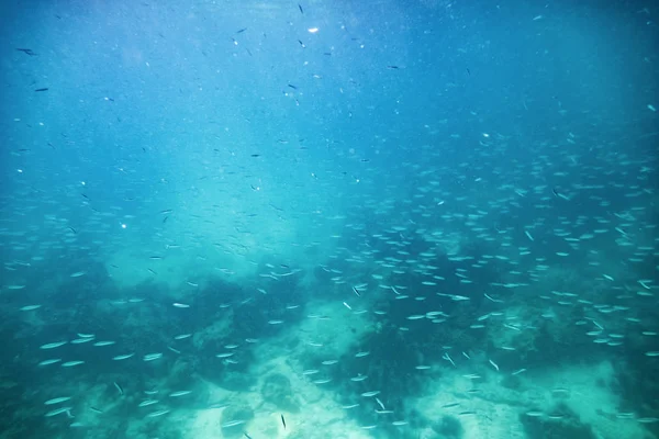 Kleine School Vissen Aqua Emerald Andaman Oceaan — Stockfoto