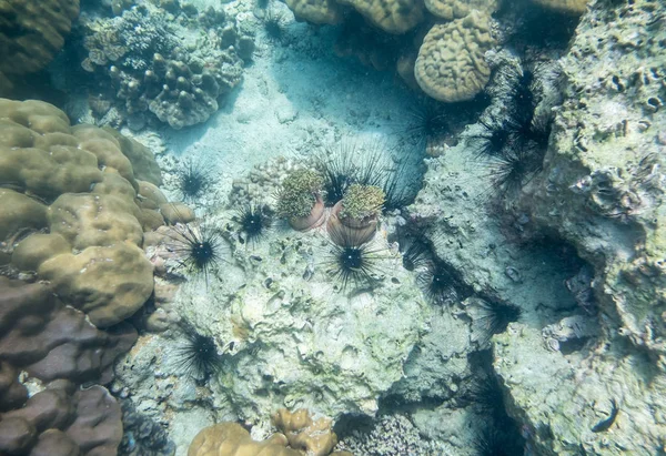 Zee Egels Zwart Met Koraal Bolvormige Rif Steen — Stockfoto