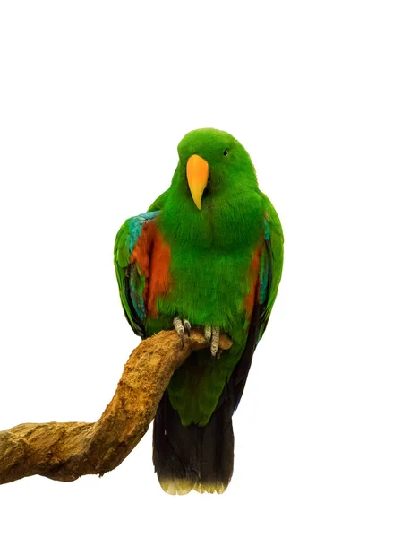 Macaw parrot green holding branch,isolated on background — Stock Image Macaw Parrot Green Holding Branch Isolated Background Royalty Free Stock Images