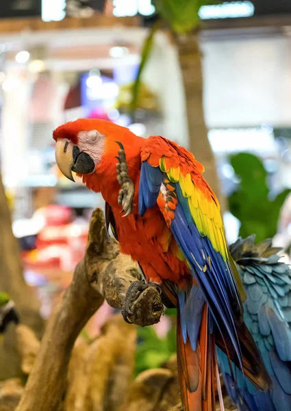 Macaw parrot appear funny holding on wood — Stock Image Macaw Parrot Appear Funny Holding Wood Royalty Free Stock Photos