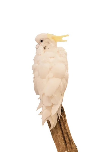 Parrot white feather holding branch,isolated on background — Stock Image Parrot White Feather Holding Branch Isolated Background Stock Image