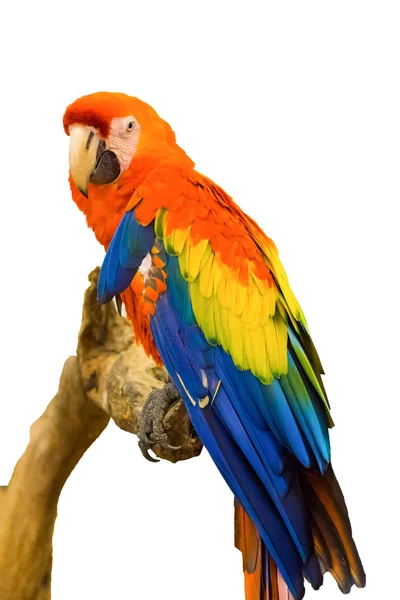 Macaw parrot holding branch,isolated on background — Stock Image Macaw Parrot Holding Branch Isolated Background Stock Photo