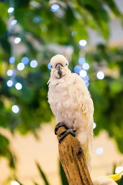 Parrot white feather holding on branch — Stock Image Parrot White Feather Holding Branch Stock Picture