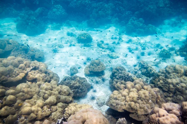 Underwater reef stone and sea life in ocean