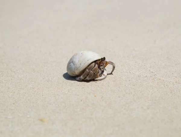 Einsiedlerkrebse Strand — Stockfoto