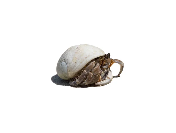 Hermit Crab Ensconce Izolat Fundal — Fotografie, imagine de stoc