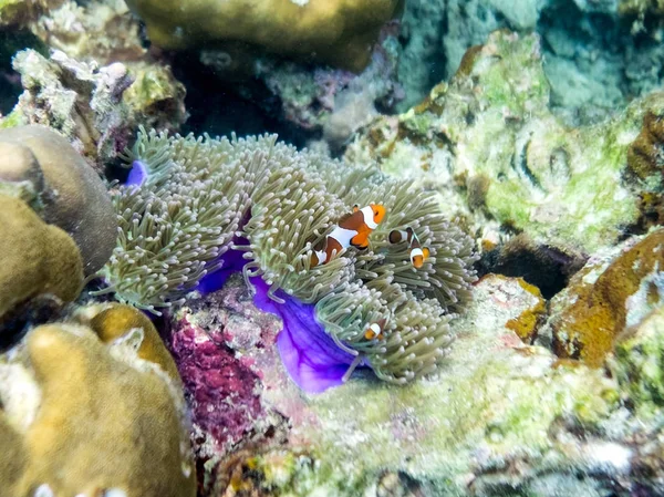 家族カクレクマノミ サンゴ礁紫ポットの中に隠れて — ストック写真