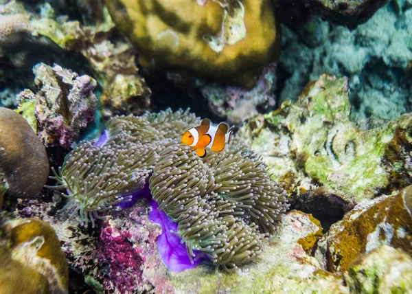 Clownfish Pływać Wokół Coral Reef Kolorowe — Zdjęcie stockowe